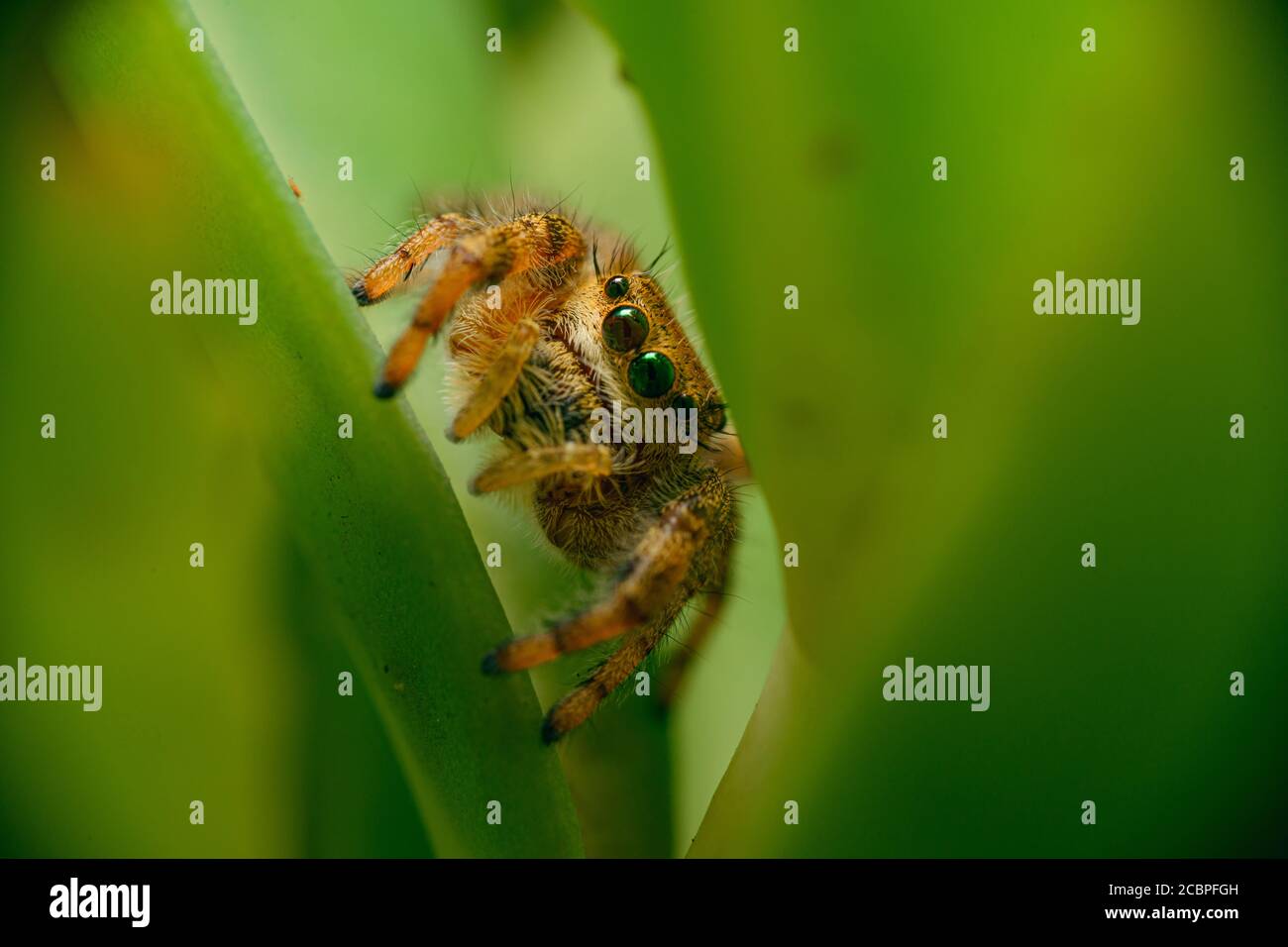 Macro shot of a spider on green plant in nature Stock Photo - Alamy