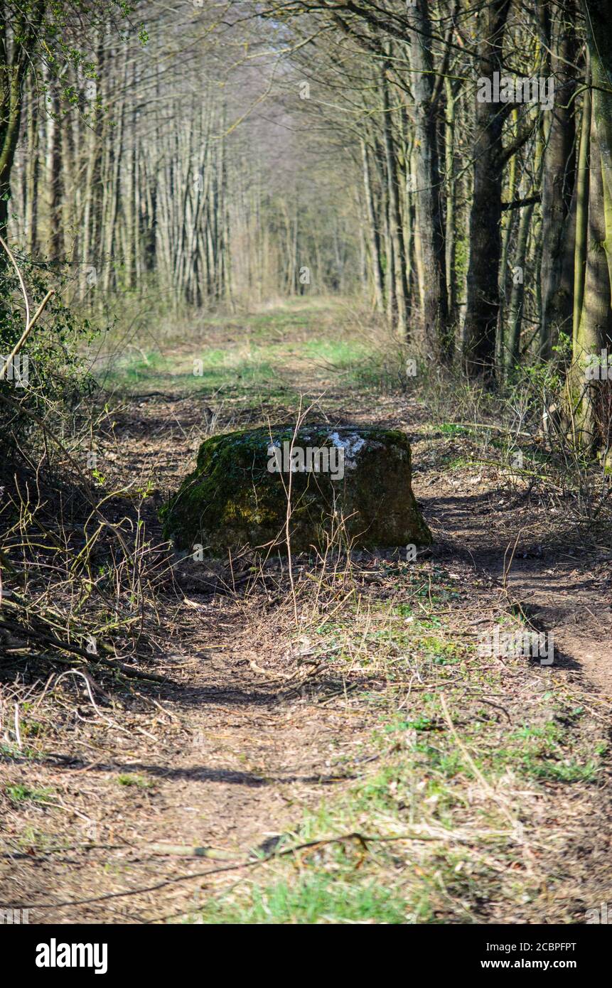 Vertical shot of a rock in the middle of the unpaved road in a forest ...