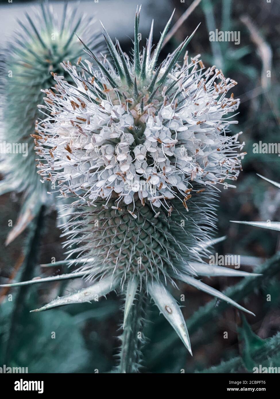 Vertical closeup shot of a blooming cutleaf teasel plant Stock Photo