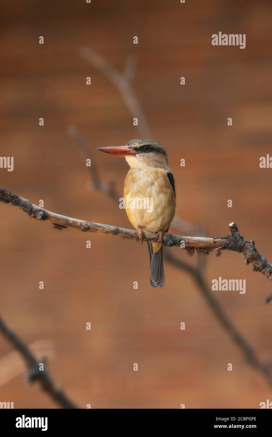 A brown-hooded kingfisher (Halcyon albiventris), a species of bird in the subfamily Halcyoninae, the tree kingfishers, native to sub-Saharan Africa. Stock Photo