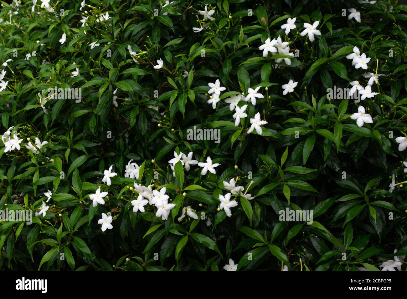 White flowers with green leaves hi-res stock photography and images - Alamy