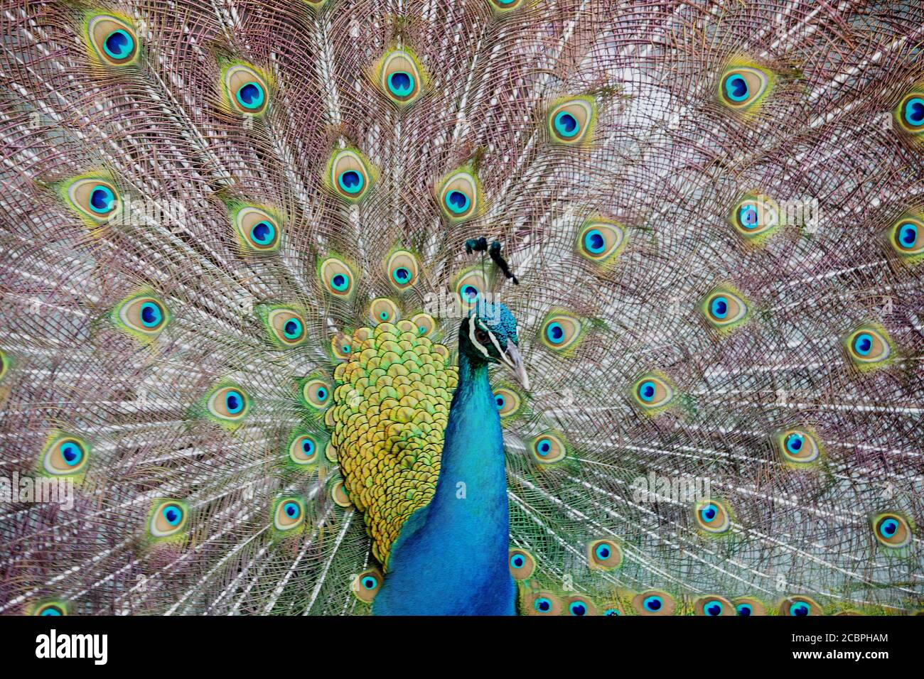 Peacock male feathers open from front close. 5052. Cartagena Columbia beautiful male peacock Peafowl strutting. Wildlife preserve for demonstration of exotic birds. Despain Rekindle Photo. Stock Photo
