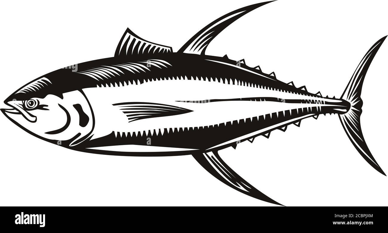 Retro woodcut style illustration of a yellowfin tuna thunnus albacares, a species of tuna found in pelagic waters of tropical and subtropical oceans o Stock Vector
