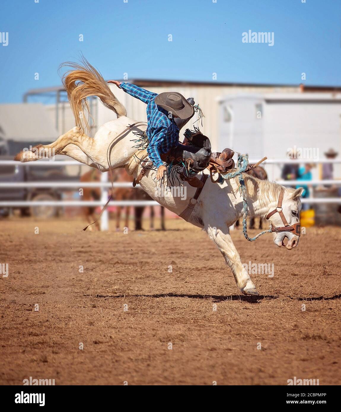Bronco Riding Fall Cowboy falls off bucking horse in saddle bronc event at country rodeo ...
