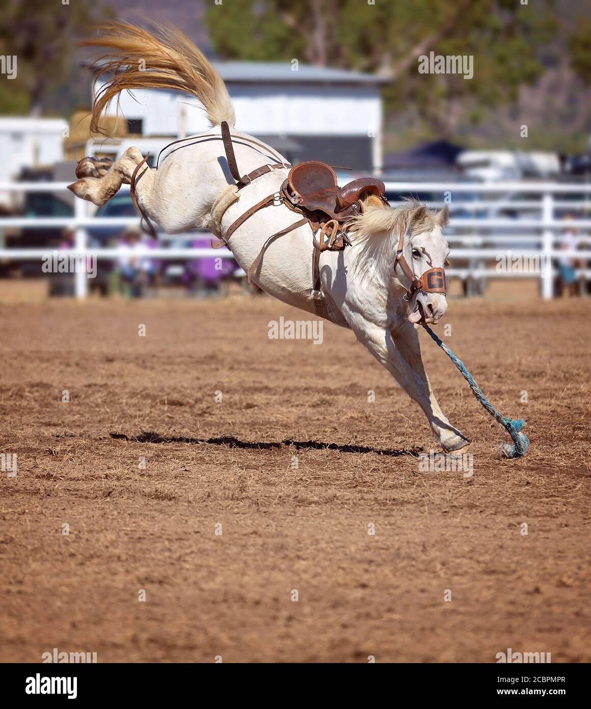 Bronc horse bucks cowboy rider off at country rodeo Stock Photo Alamy