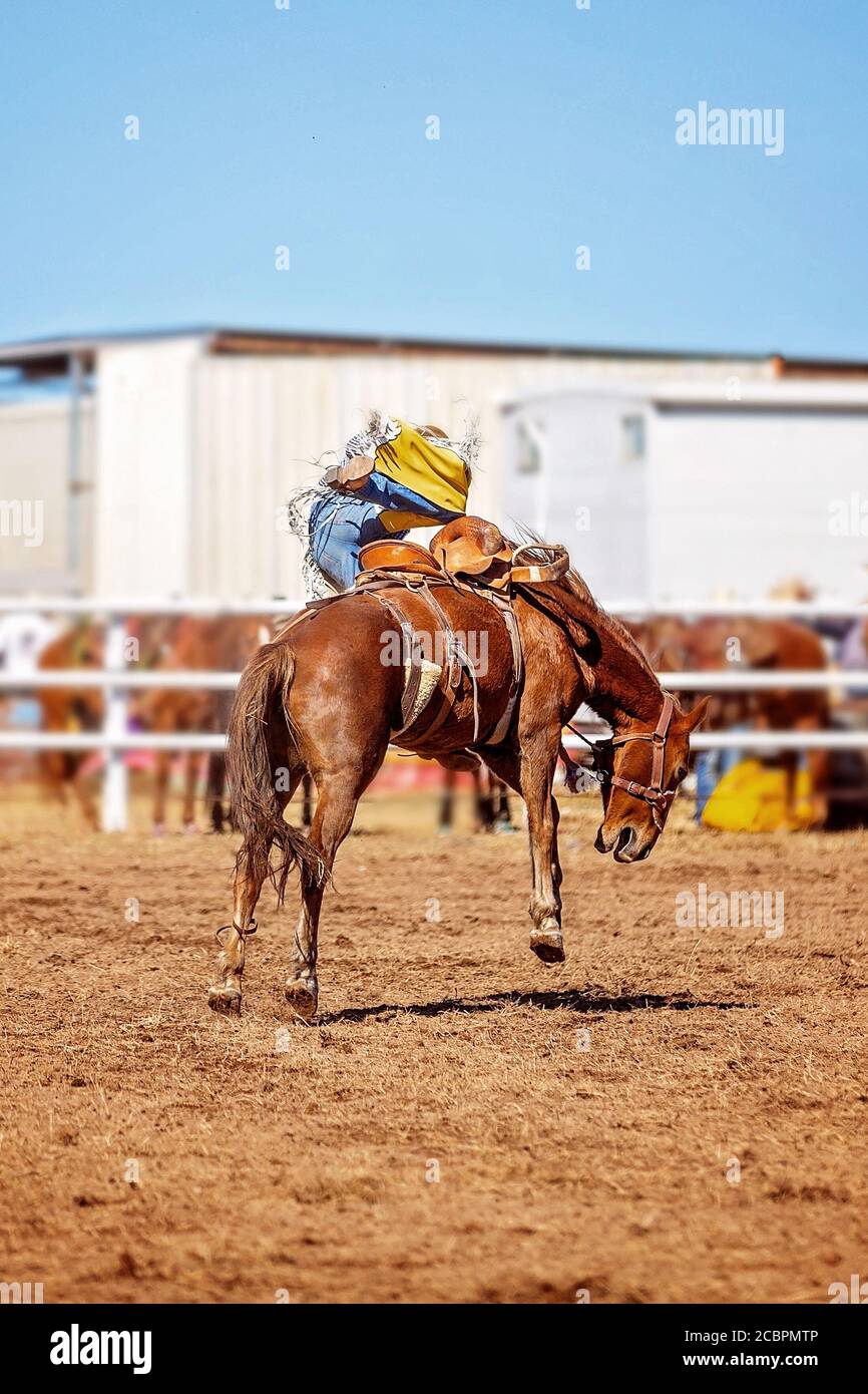 Cowboy gets bucked off bronc in a country rodeo event Stock Photo Alamy
