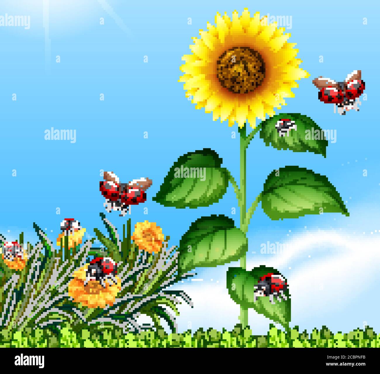 Blank scene with ladybugs in the garden with big sunflower at daytime ...