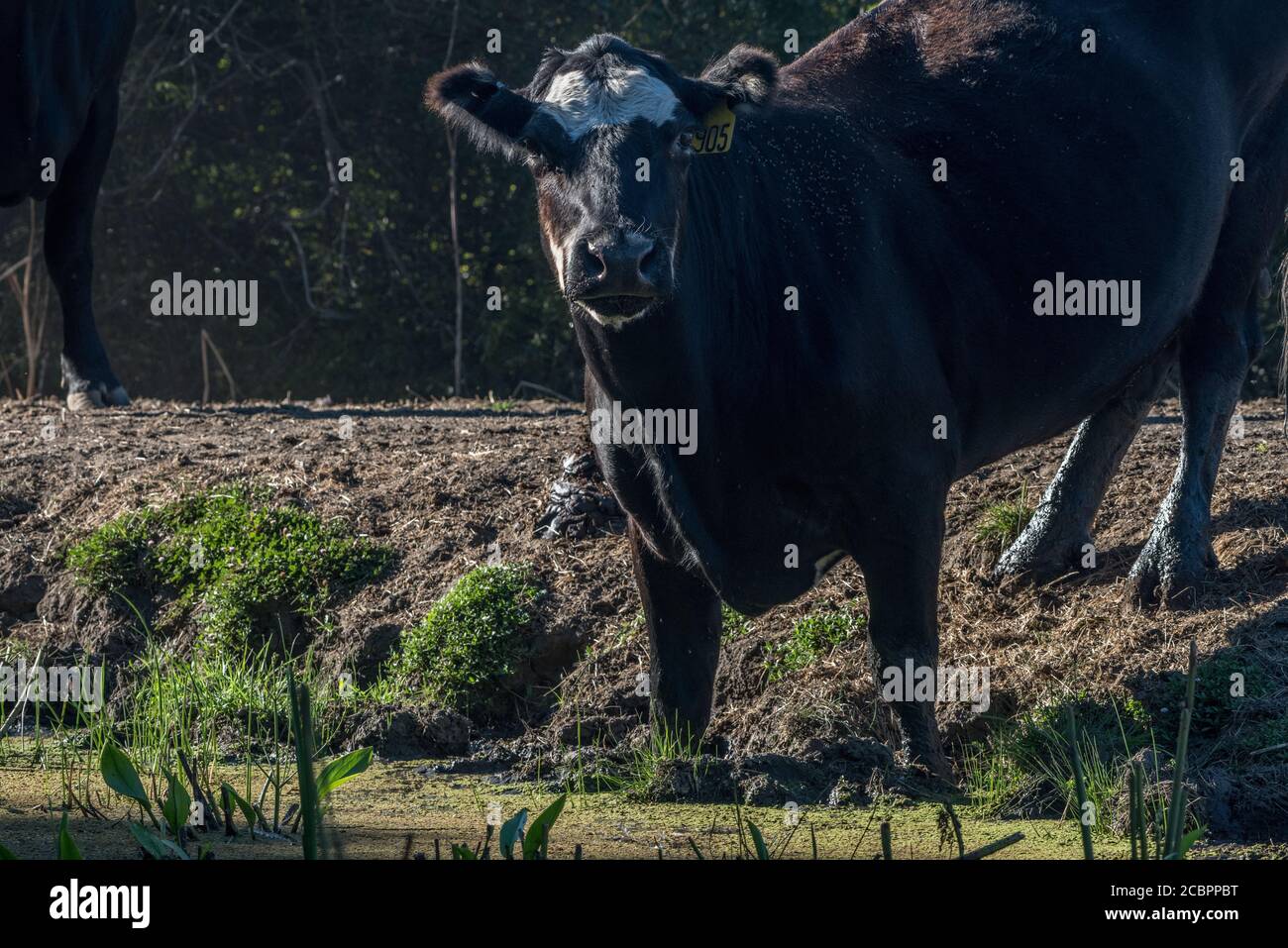 A free range California cow pauses at the edge of a cattle pond and looks at the photographer. Stock Photo