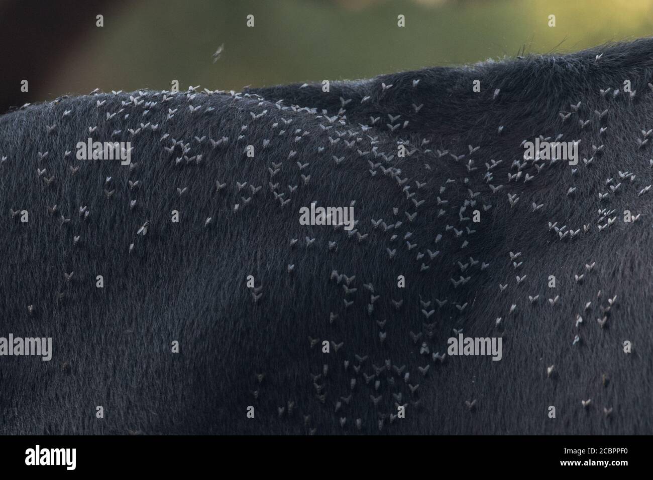 Horn flies (Haematobia irritans) sitting on the hide of a cow. A horn fly is a parasitic blood feeding livestock pest. Stock Photo