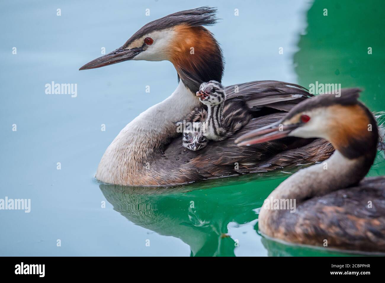 Family of great crested grebe with young chicks on the back swimming in lake Geneva, Switzerland. Cute Podiceps Parents, love and care conecpt. Stock Photo