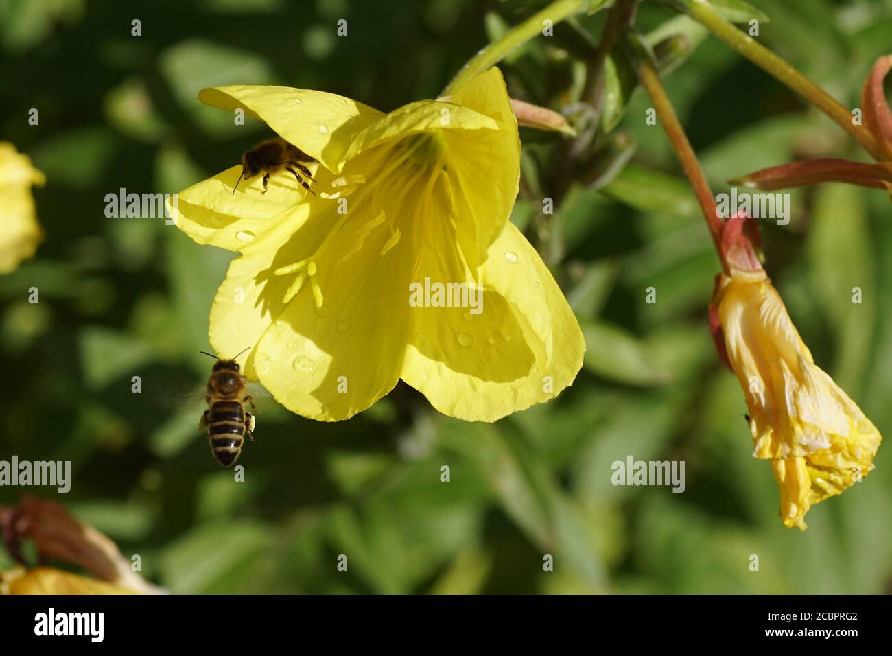 Common evening-primrose (Oenothera biennis), evening primrose family (Onagraceae) in a Dutch garden. A flying western honey bee or European honey bee. Stock Photo
