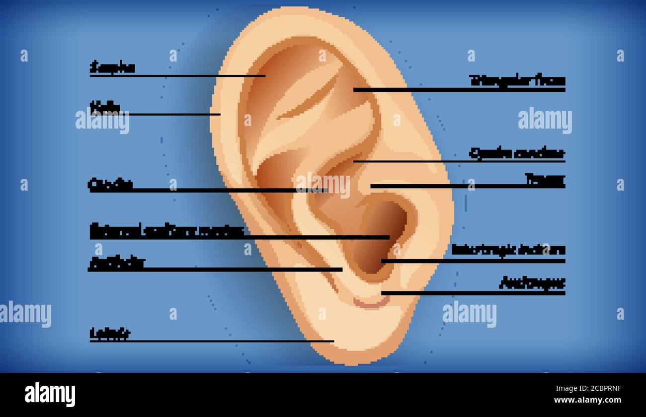 Anatomy of external ear illustration Stock Vector