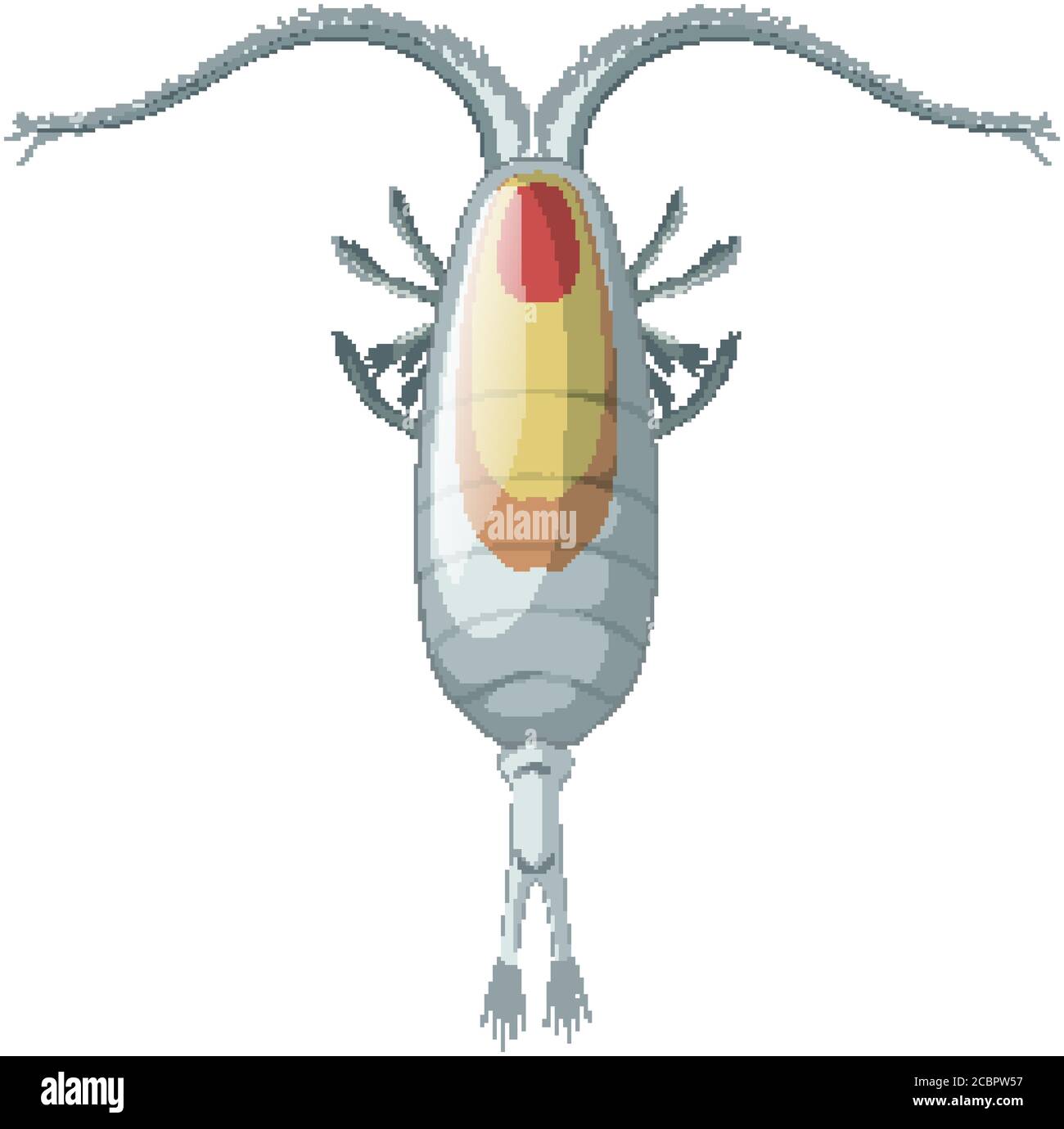 Isolated copepods on white background illustration Stock Vector