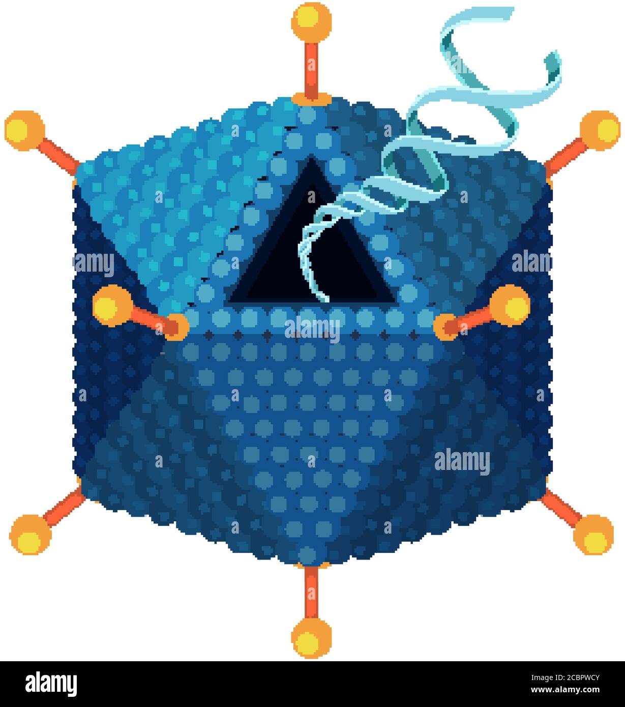 Adenovirus structure diagram on white background illustration Stock ...