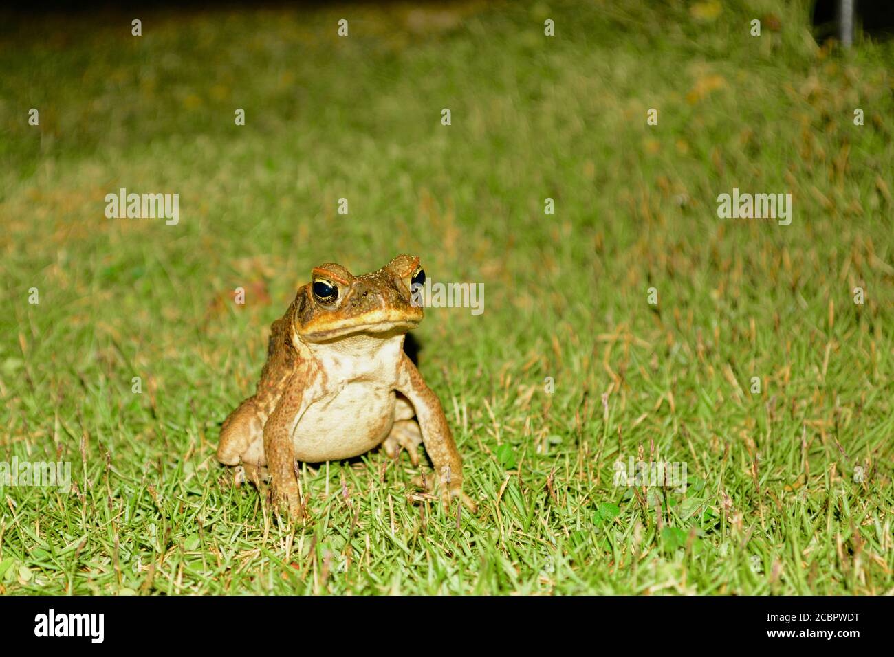 Portrait of a Cane Toads (Rhinella marina). This is a large heavily-built amphibian with dry warty skin. Stock Photo