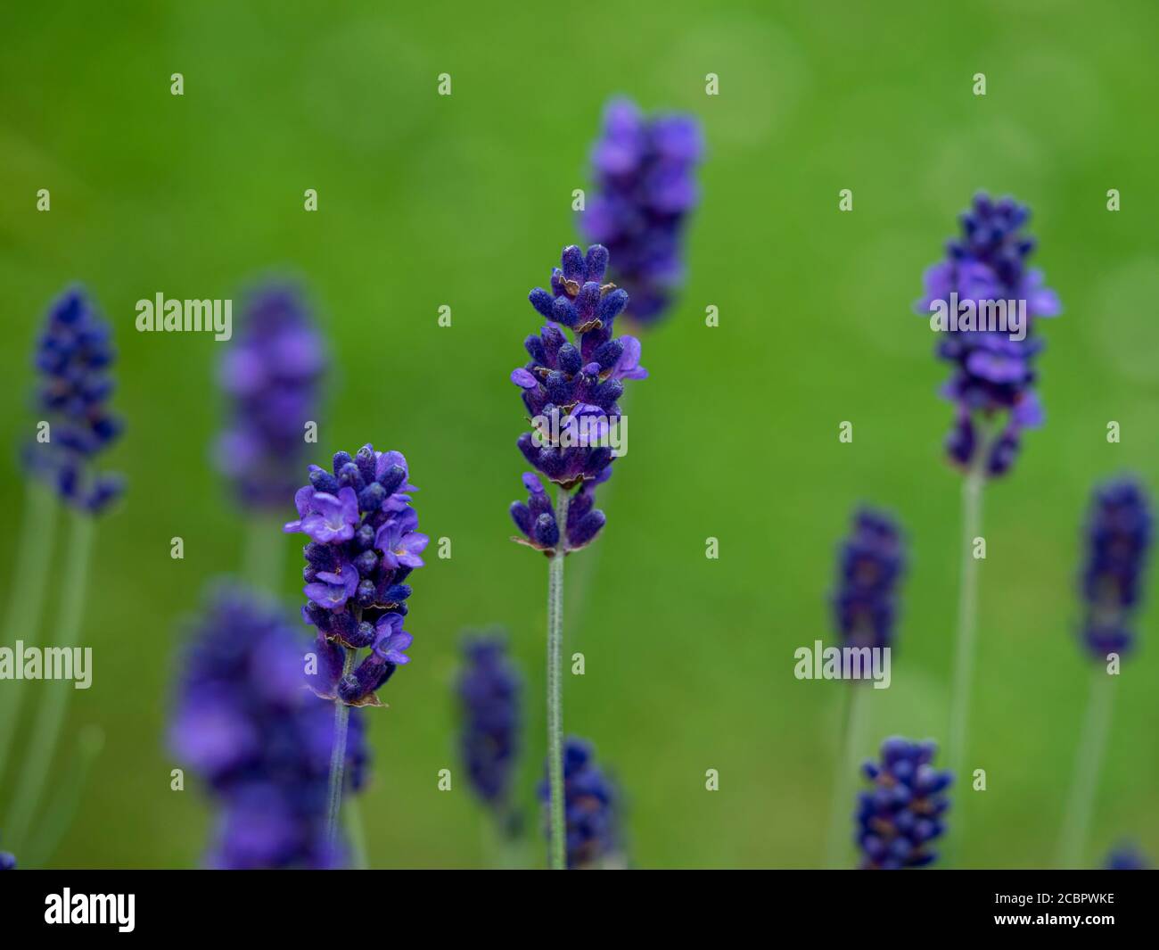 Closeup of lavender flowers, variety Hidcote Blue, with a green grass background Stock Photo