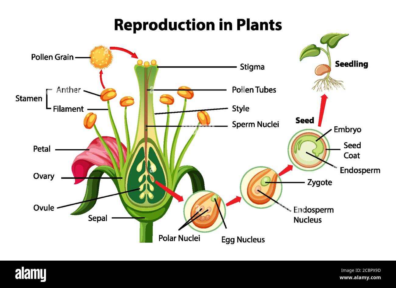 Reproduction in plants diagram illustration Stock Vector