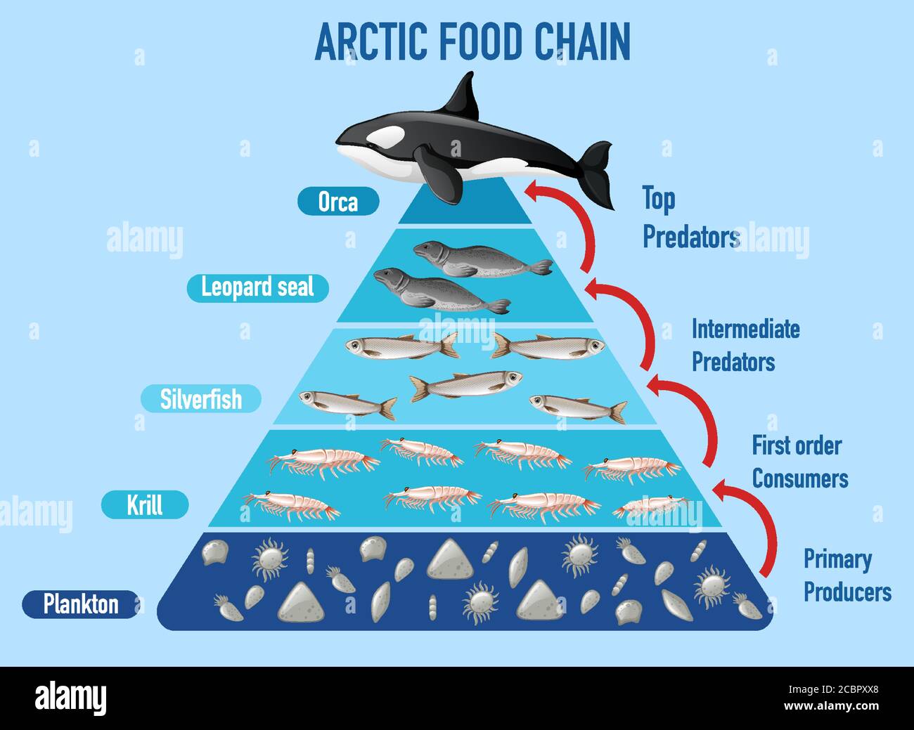 Схема жизнь в океане. Пищевая пирамида океана. Пищевая цепочка акулы. Пищевая цепочка касатки. Пищевая цепочка пирамида.