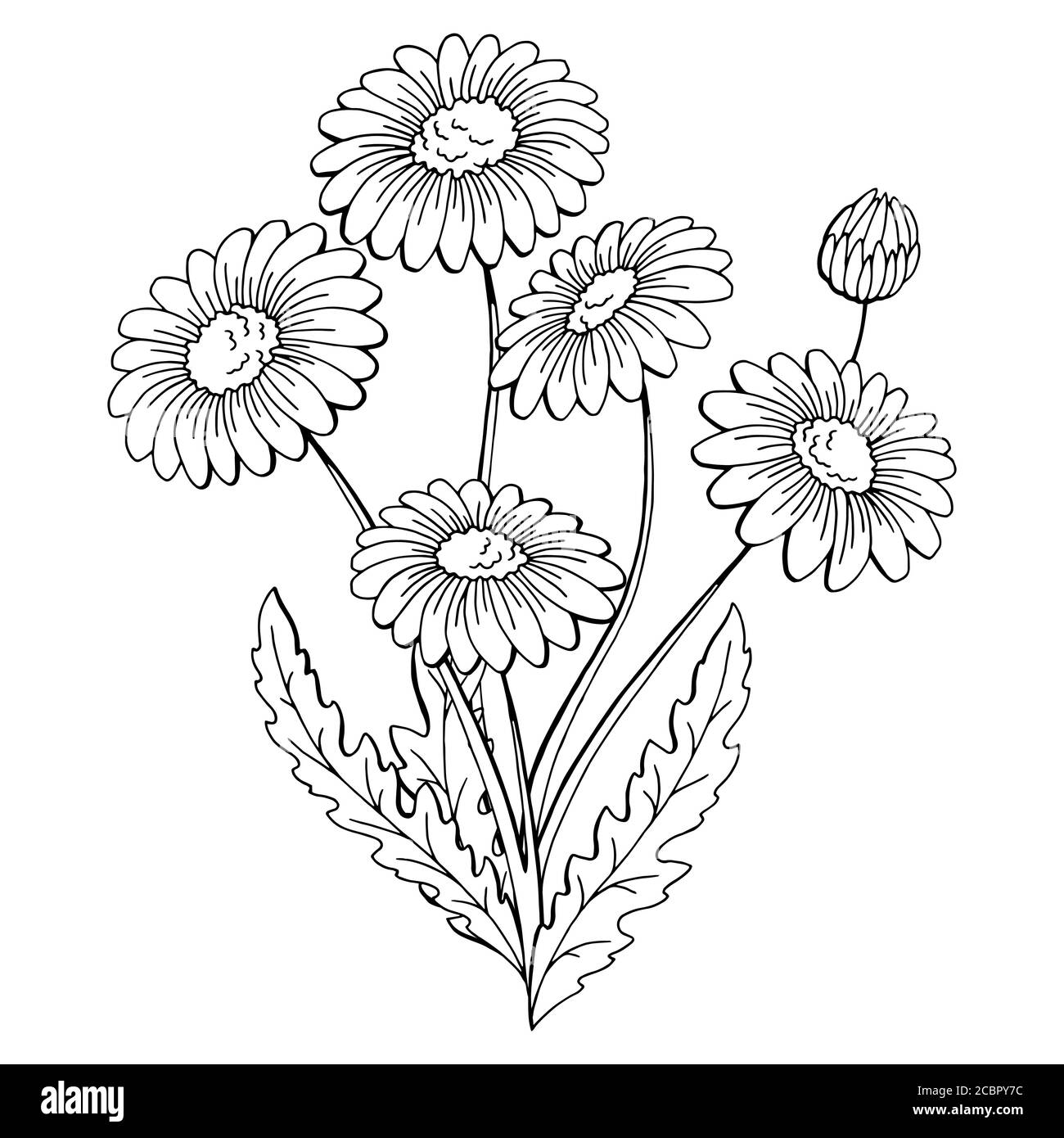 Chamomile Flower Bouquet Graphic Black White Isolated Sketch Illustration Vector Stock Vector Image Art Alamy