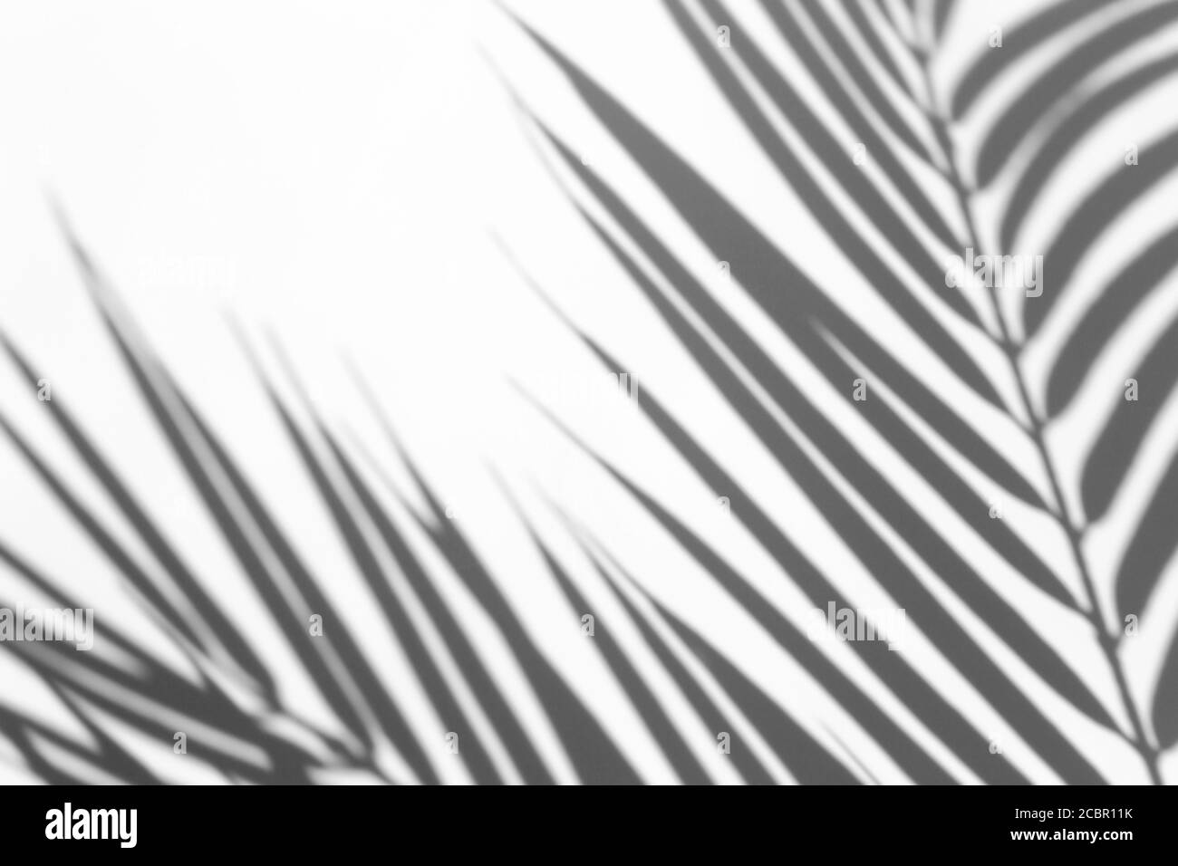 Download Shadow Overlay Effect For Photo Shadows From Palm Leaves And Tropical Branches On A White Wall In Sunlight Stock Photo Alamy