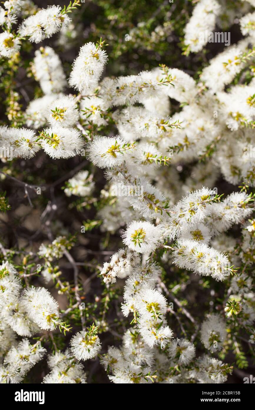 Black Paperbark (Melaleuca lanceolata) flowering. February 2011. Entwood Sanctuary. Sandleton. Murraylands. South Australia. Australia. Stock Photo