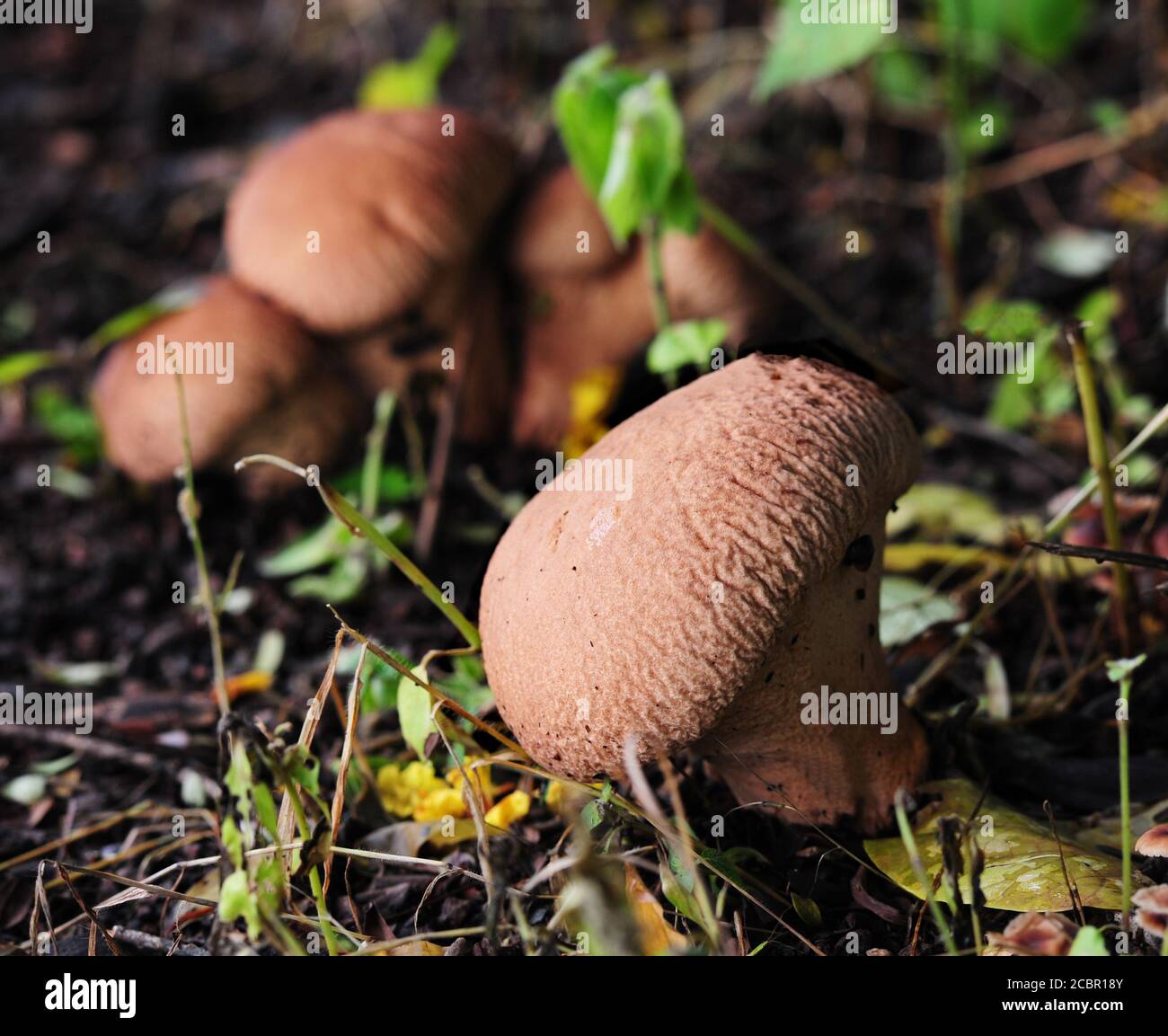 Mushroom identification hires stock photography and images Alamy