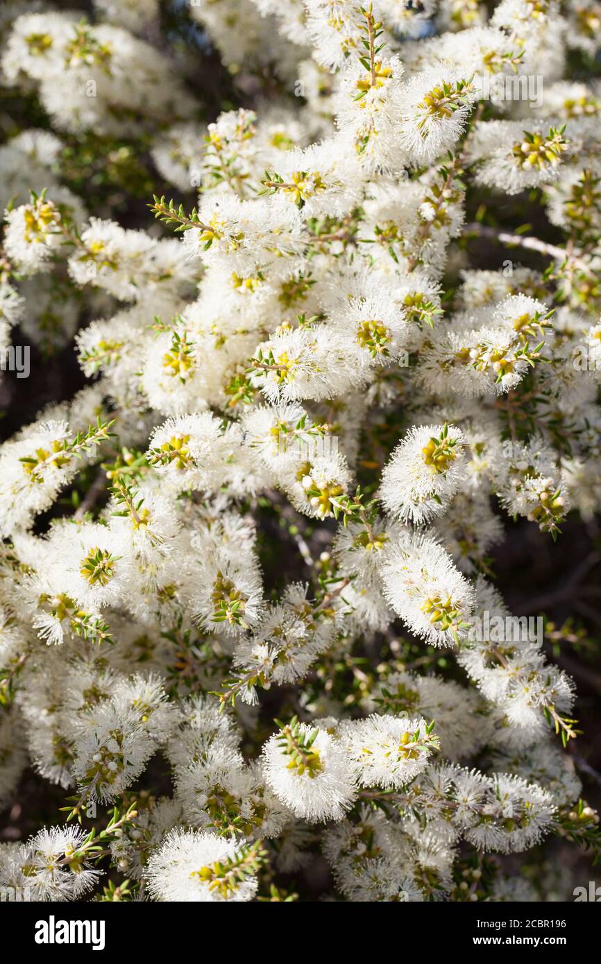 Black Paperbark (Melaleuca lanceolata) flowering. February 2011. Entwood Sanctuary. Sandleton. Murraylands. South Australia. Australia. Stock Photo