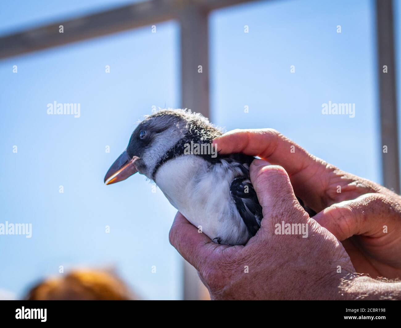 Puffling, a puffin chick, being released from a boat off the Isle of May Stock Photo