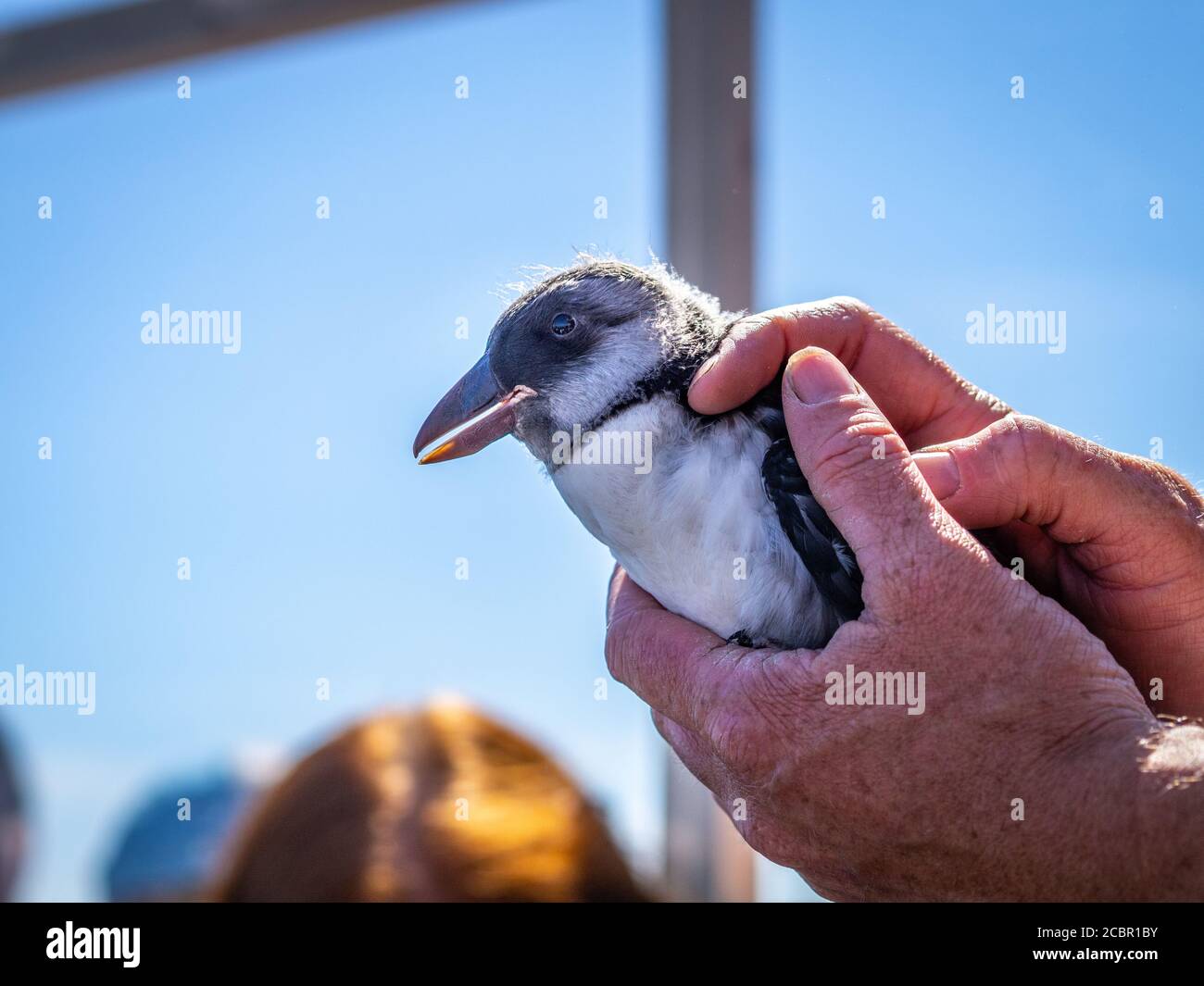 Puffling, a puffin chick, being released from a boat off the Isle of May Stock Photo