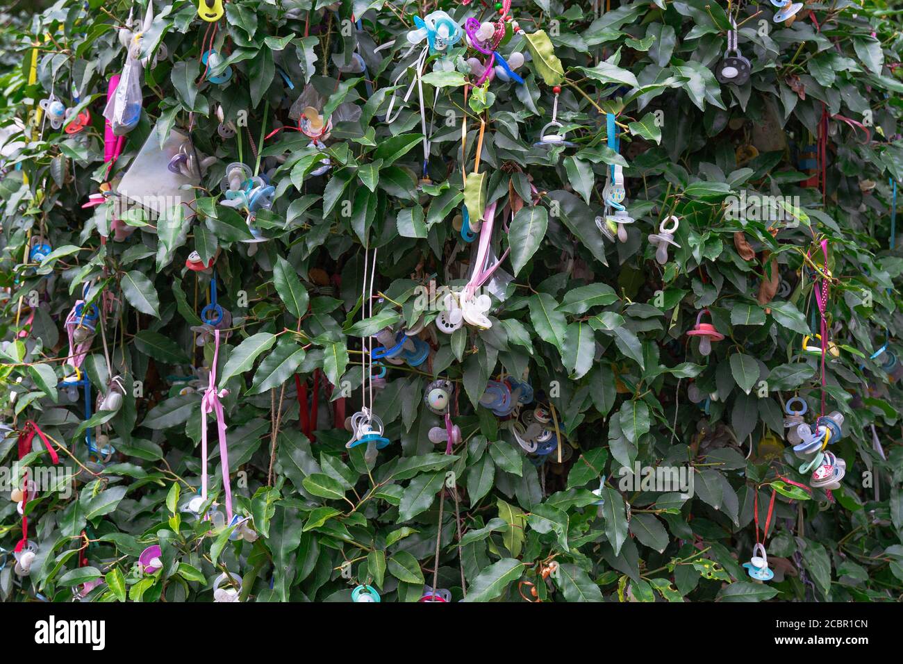 Plant Pacifiers Small plastic pacifiers hanging from the plants Stock Photo - Alamy