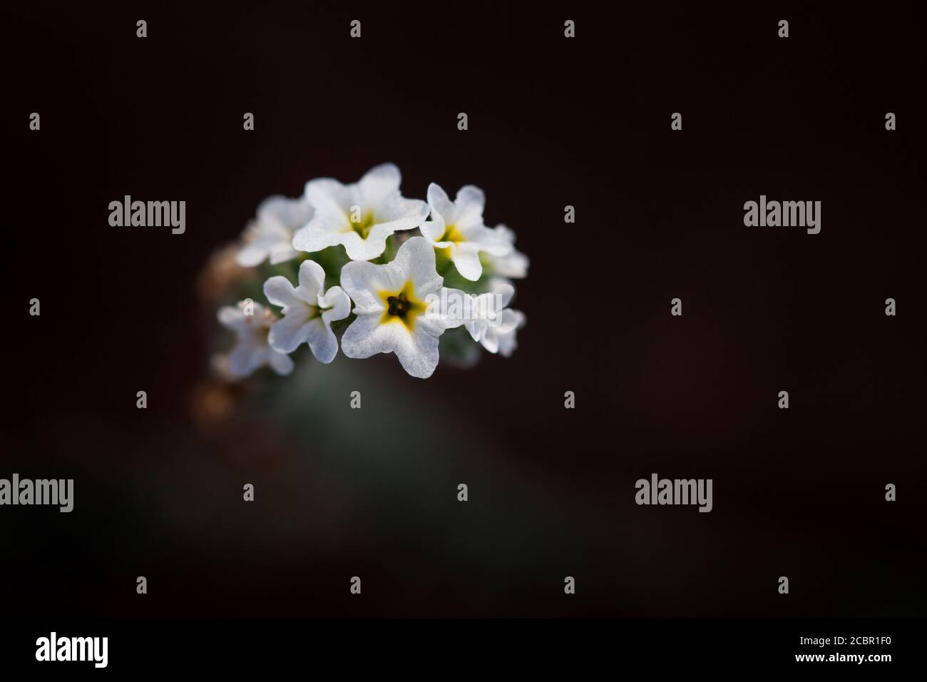 Environmental weeds australia hi-res stock photography and images - Alamy