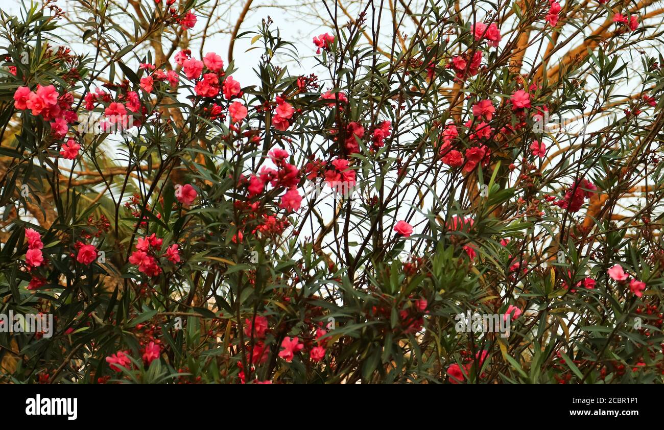 Pink oleander flowers blooming in the garden in Summer. This is a shrub or small tree in the dogbane family Apocynaceae. Stock Photo