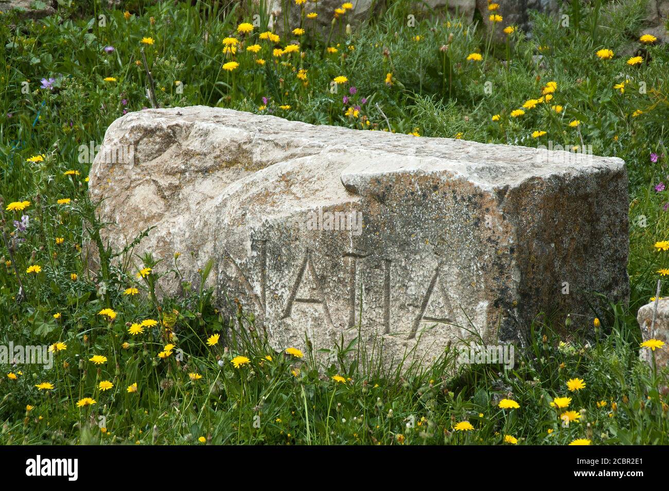 Wildflowers in partial bloom hi-res stock photography and images - Alamy
