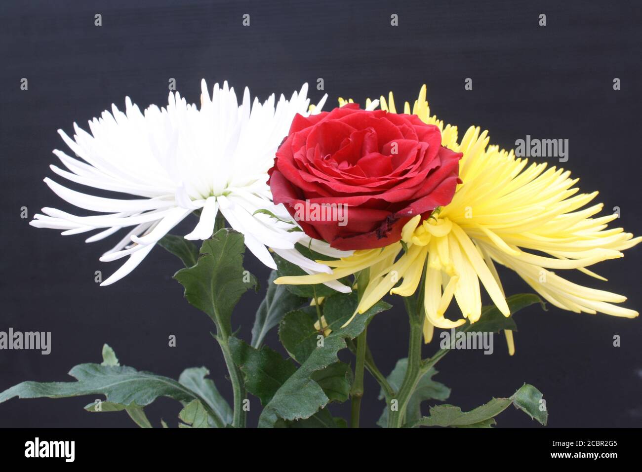Chrysantheme Anastasia Stock Photo
