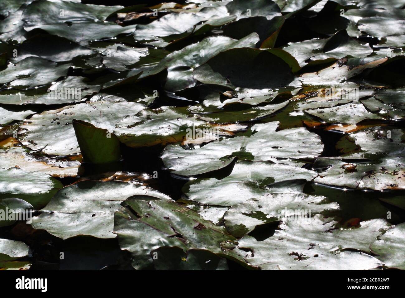 Seerose Stock Photo