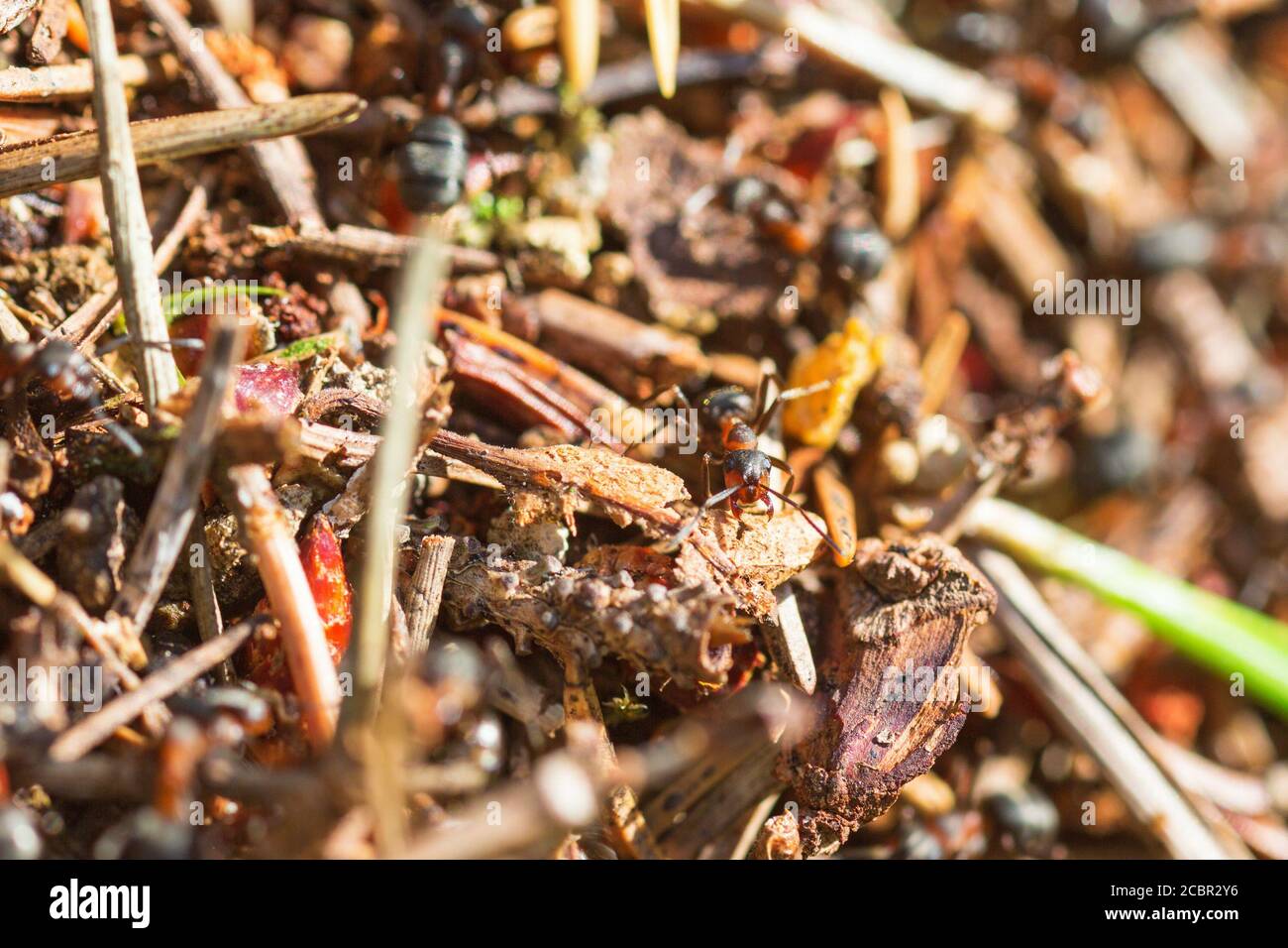 Ants in an ant hill in the woods Stock Photo