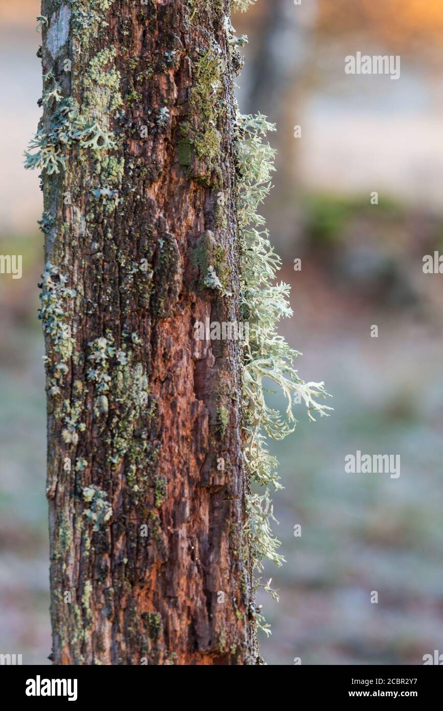 Lichen growing on old tree trunk Stock Photo