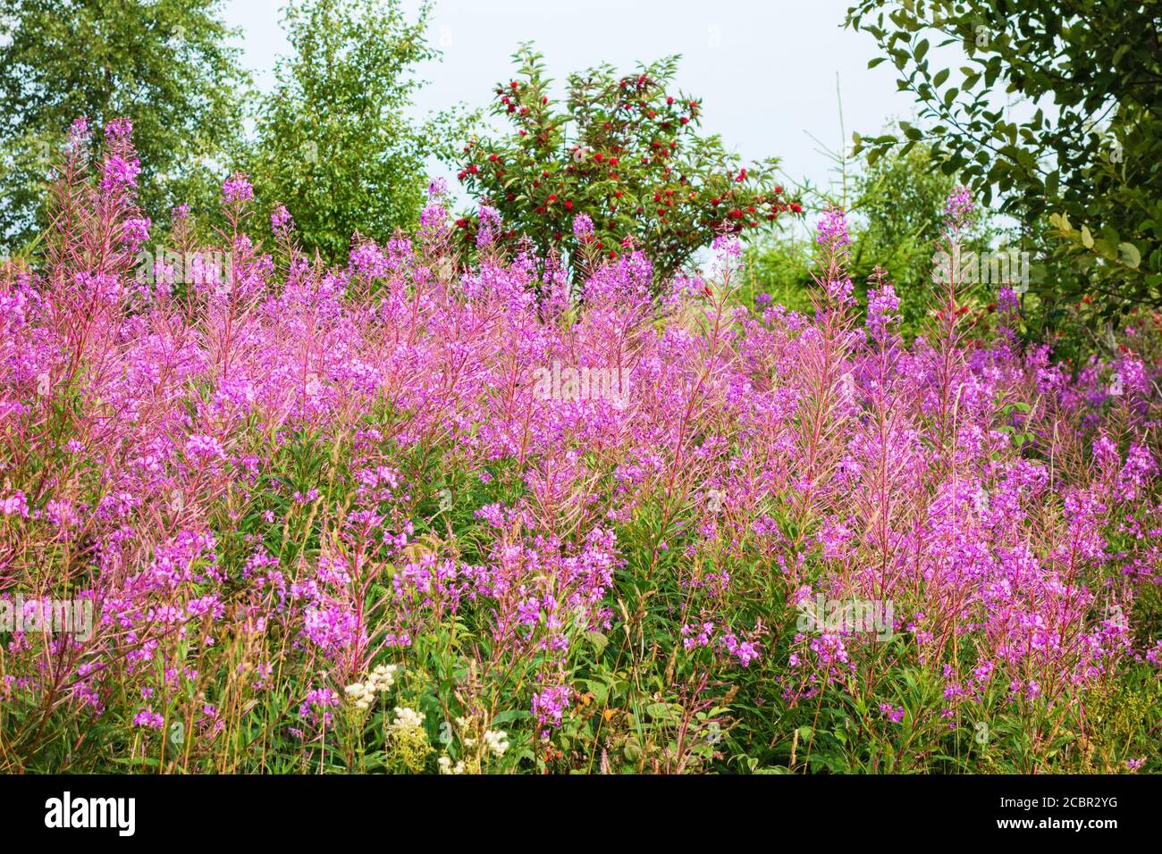 Blooming Fireweed in the woods Stock Photo