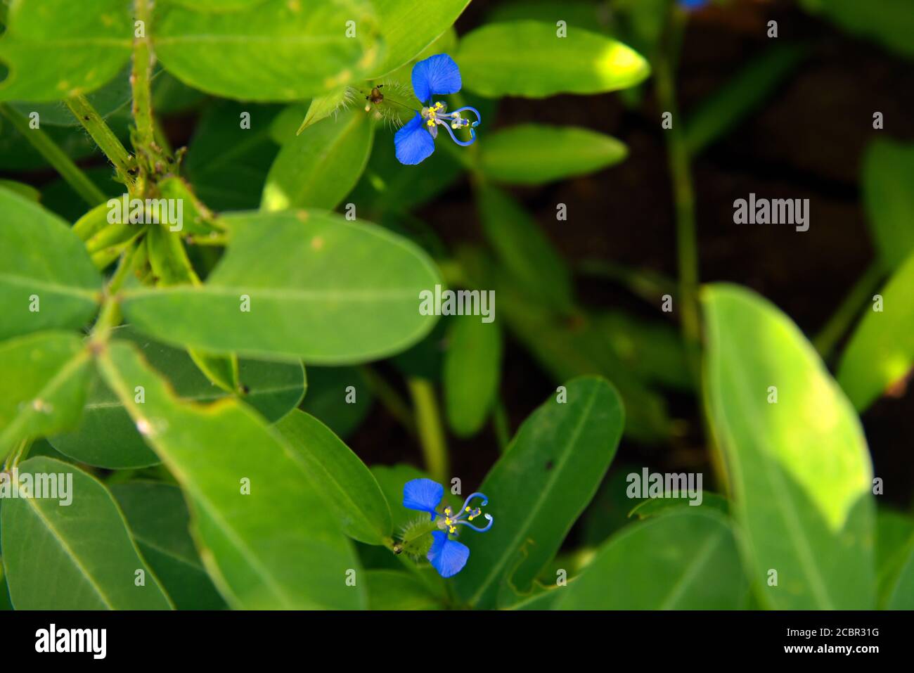 blue flower with green leaves hd background stock image Stock Photo - Alamy