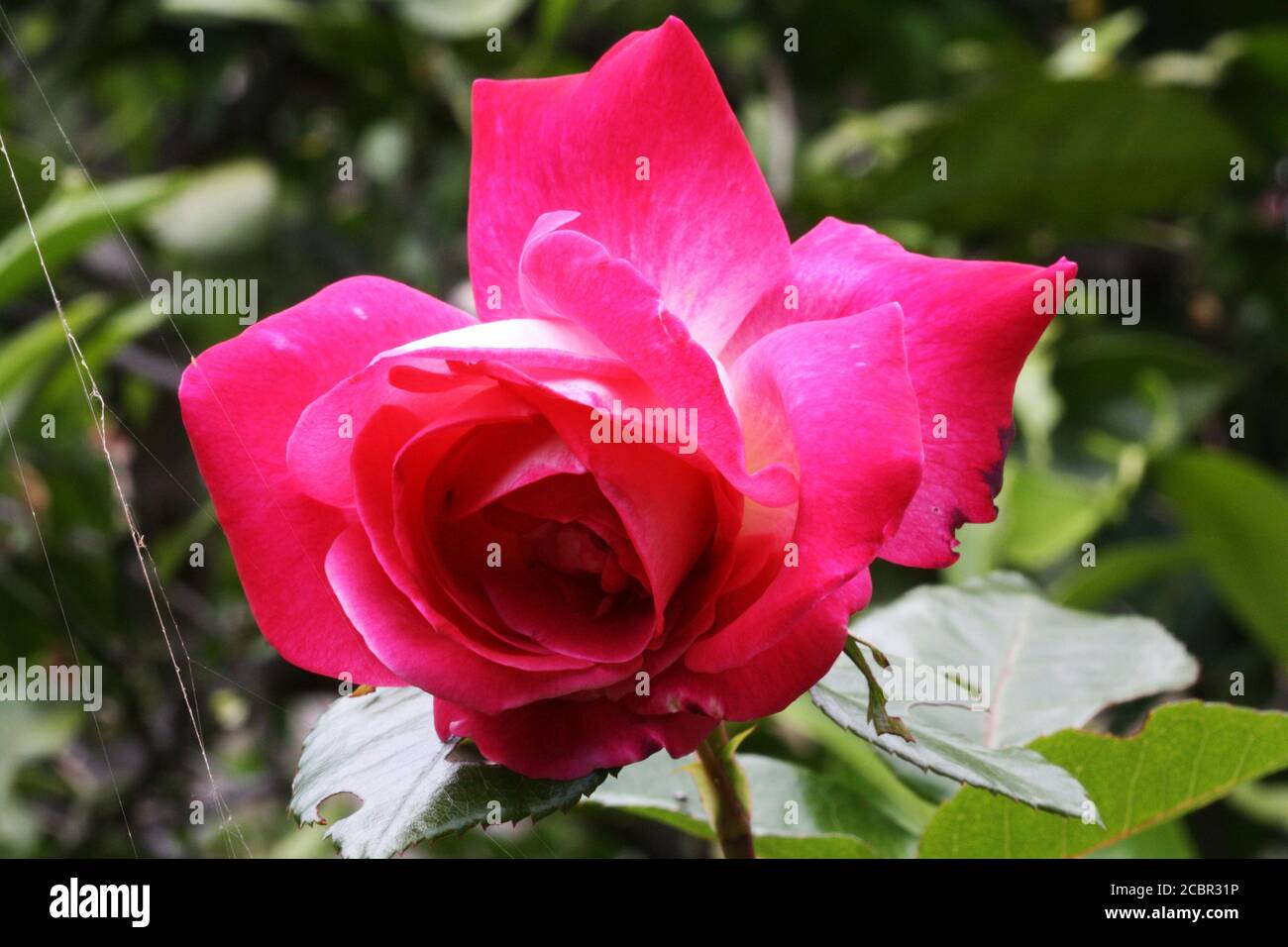 Rosiden rose hi-res stock photography and images - Alamy
