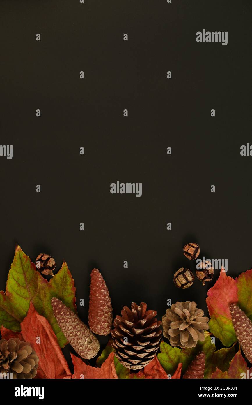 Colorful autumn leaves and pine cones on a black background with a ...