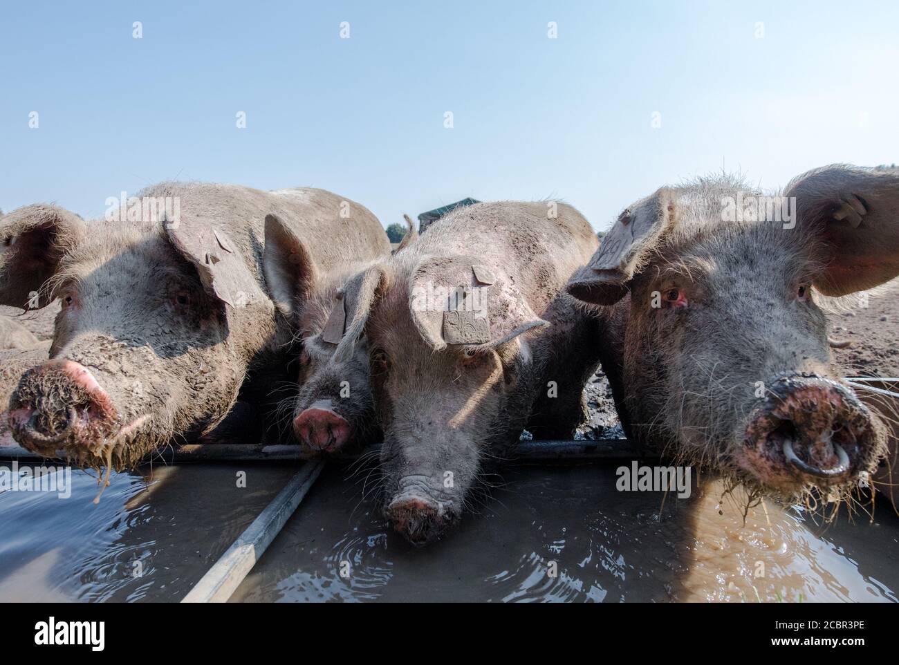 Large White pigs drinking from a water trough. Stock Photo