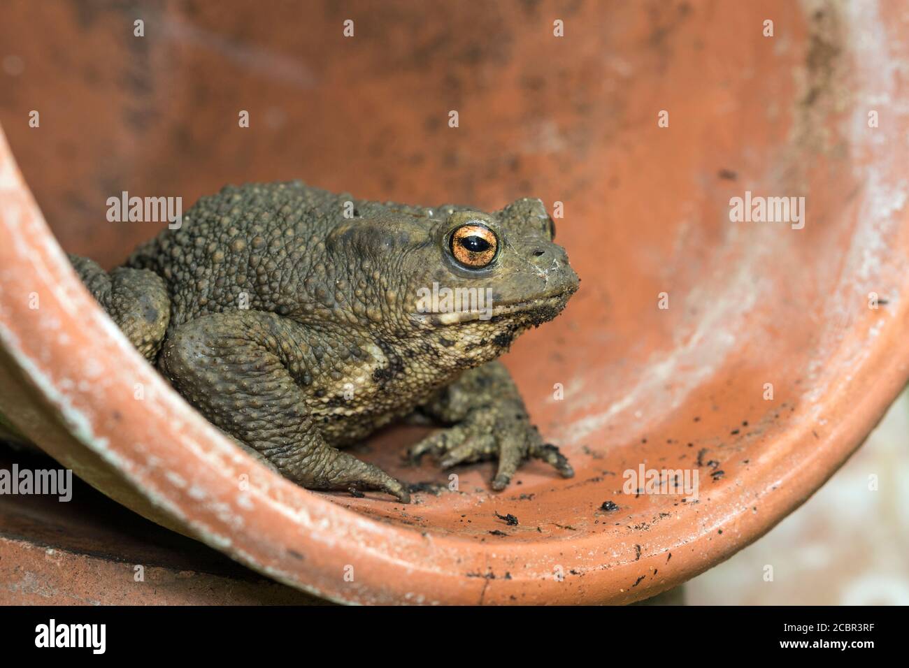 Toad flower pot hi-res stock photography and images - Alamy
