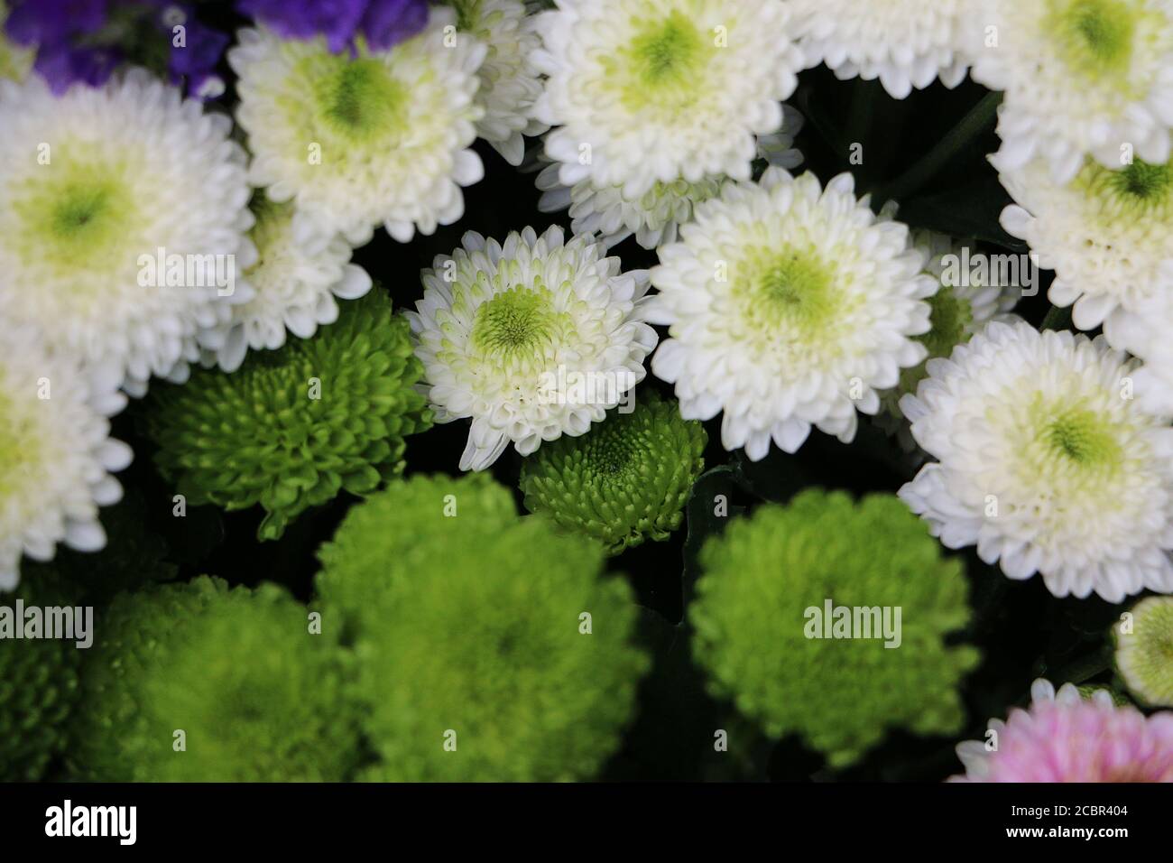 Hardy daisy chrysanthemum hi-res stock photography and images - Page 5 -  Alamy
