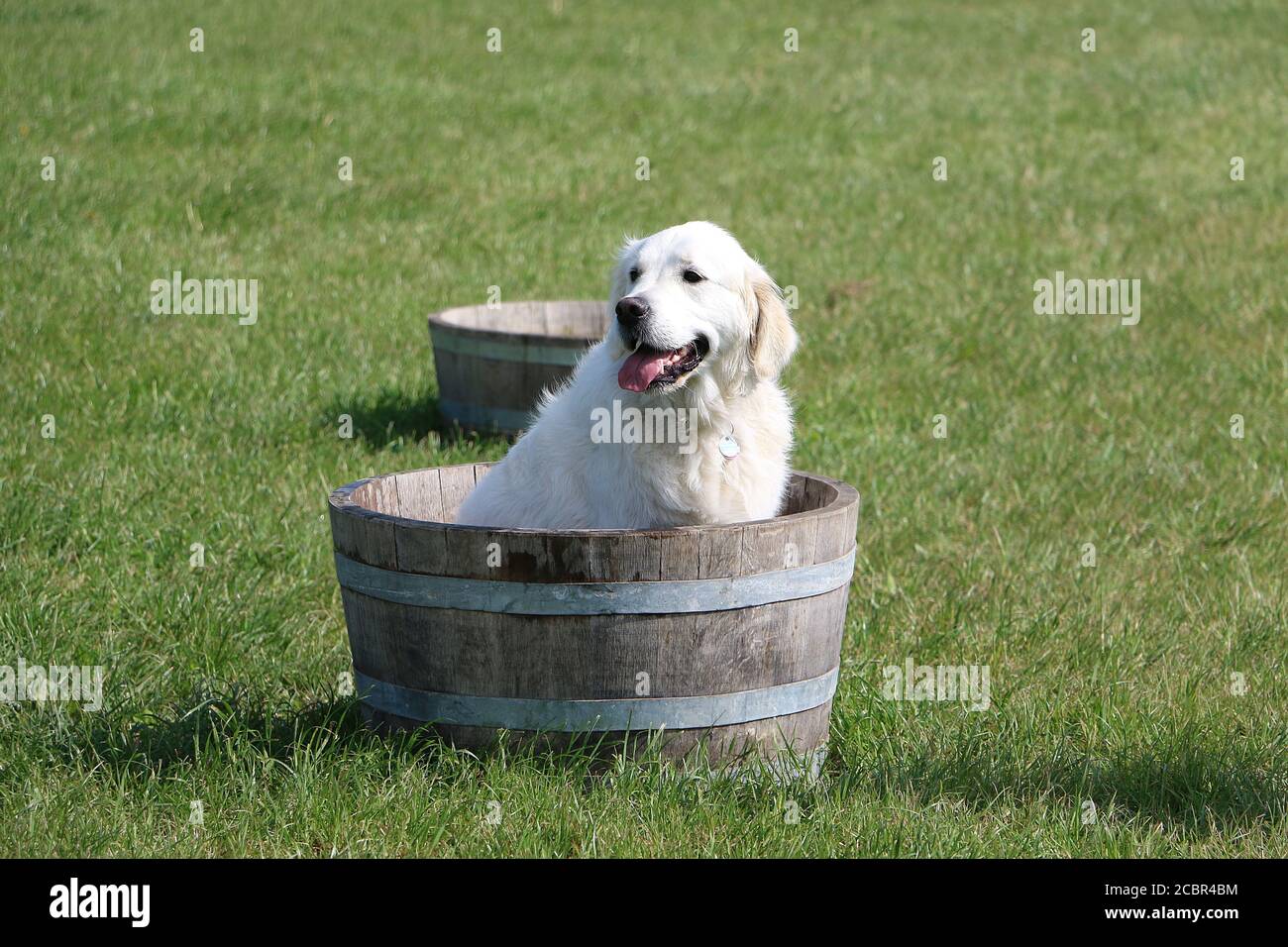 Adorable golden retriever sitting in a half-barrel on the field Stock ...