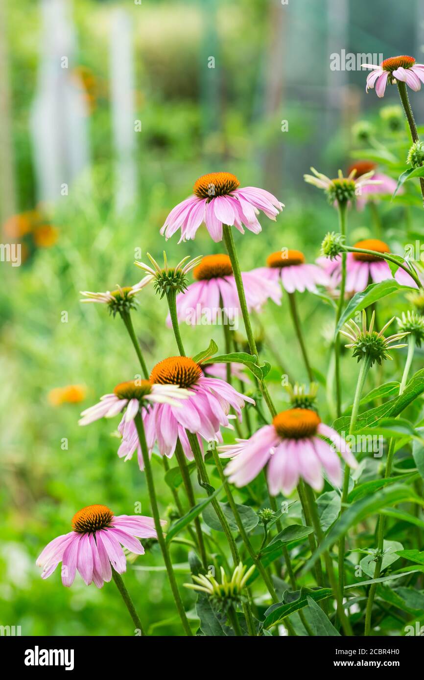Echinacea purpurea in garden. Healing plant used for medical purposes