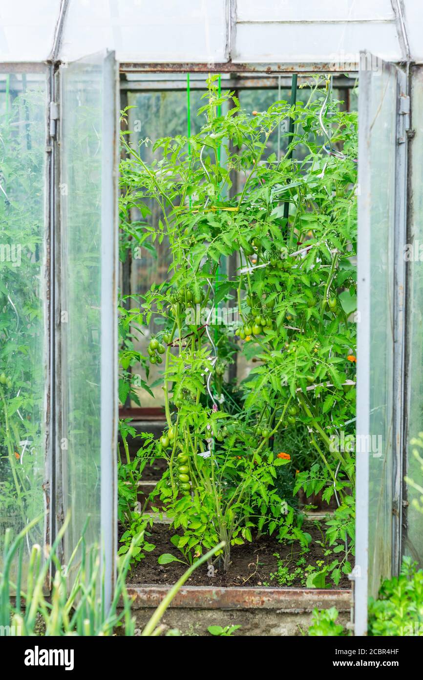 Cultivation of vegetables and tomatoes in a small hothouse. Outside of greenhouse. Stock Photo