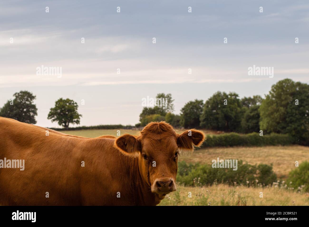 View of cow in Herefordshire field with dark sky staring at camera Stock Photo
