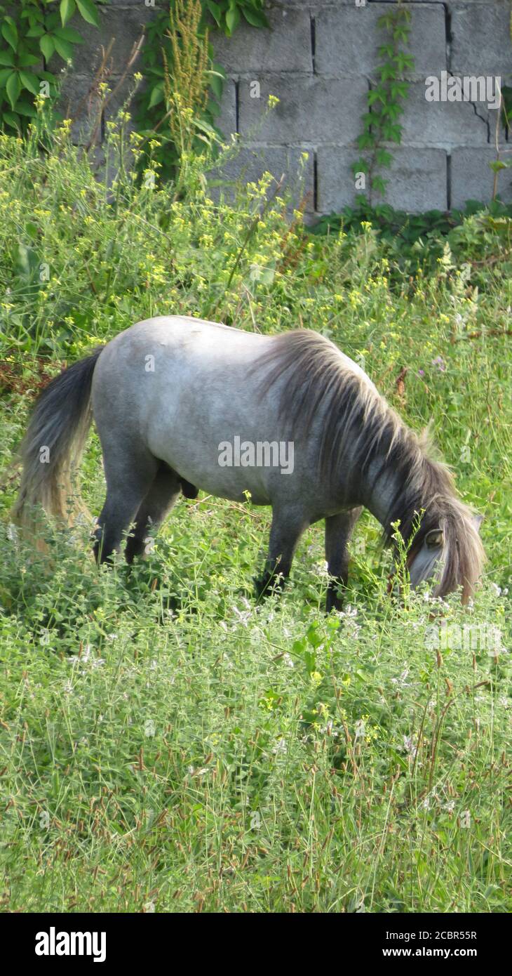 Llanes horse Stock Photo