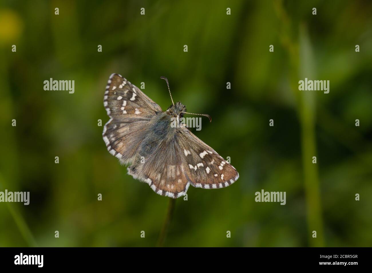 Large grizzled skipper (Pyrgus alveus), photographed  in Uppland Sweden, June 2020. Stock Photo